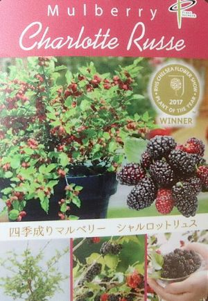 四季成りマルベリー（シャルロットリュス） 5寸ポット苗 ：果樹苗 桑の木 | 日本花卉ガーデンセンター(本店)