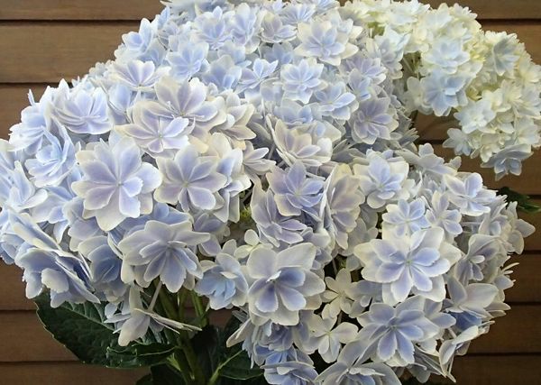 紫陽花　万華鏡