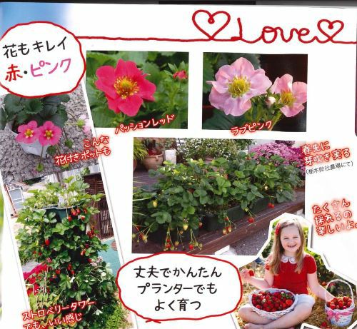 苺苗　ラブベリー　赤花・ピンク花　２ポットセット