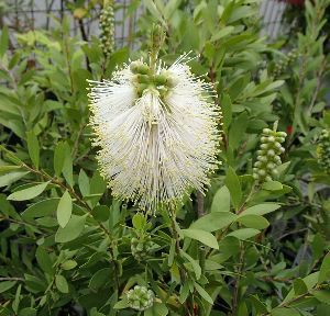 カリステモン ホワイトアンザック （キンポウジュ） 5寸ポット植え