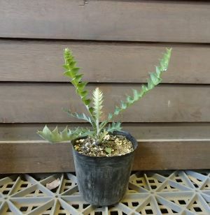 バンクシア アシュビー 3寸ポット苗 (banksia ashbyi) | 日本花卉