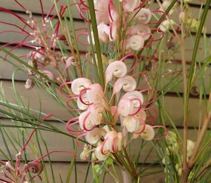 グレビレア ロンギスティーラ エレガンス 8寸ポット植え ＊同梱不可