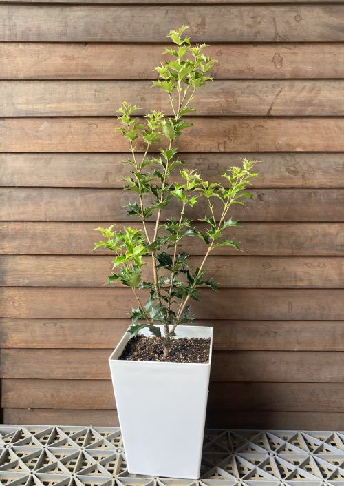 鬼柊　６寸スクエア鉢植え