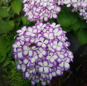 紫陽花　紫式部