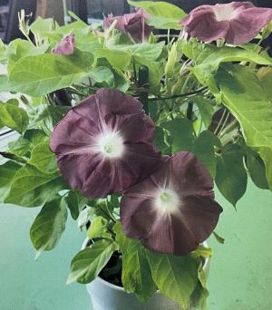 古典朝顔 団十郎朝顔 （3寸ポット苗×2ポットセット） | 日本花卉