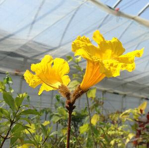 イペーの木　苗木　黄花 黄花 イペイの木（イペーの木） ＊4寸ポット植え | 日本花卉ガーデン