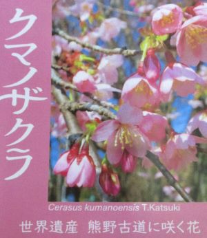 クマノザクラ（熊野桜）