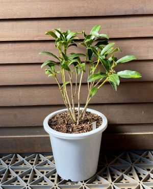 5寸鉢植え】 ミヤマシキミ（深山樒） | 日本花卉ガーデンセンター(本店)