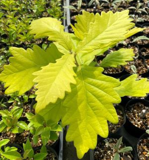 黄金柏の木 コガネフジ