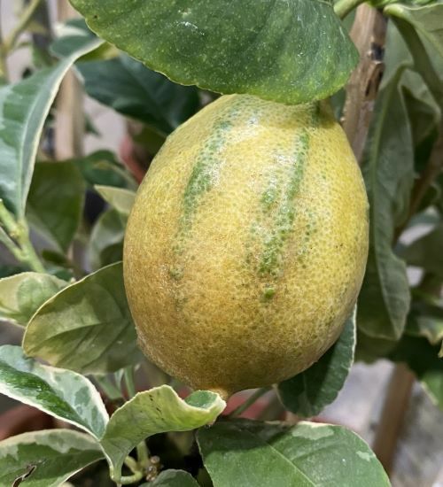 大株 接ぎ木】 斑入りレモン ピンクレモネード ：果樹苗 柑橘苗 苗木