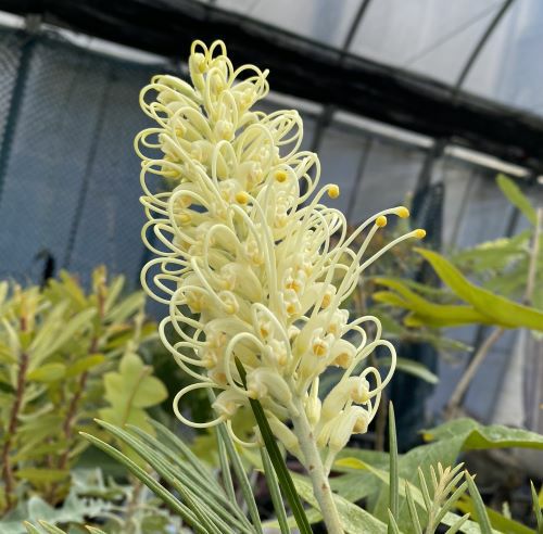 グレビレア ムーンライト 6寸鉢植え | 日本花卉ガーデン