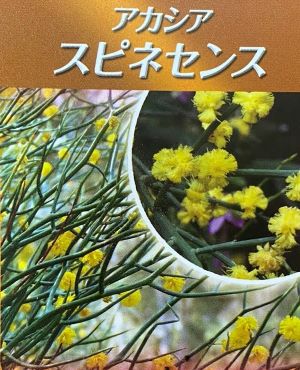 アカシア スピニーワトル（スピネセンス） 5寸鉢植え | 日本花卉ガーデンセンター(本店)