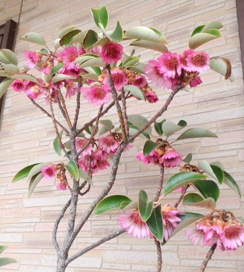 ロドレイア 竹下性 （矮性ロドレイア ピンク花） | 日本花卉