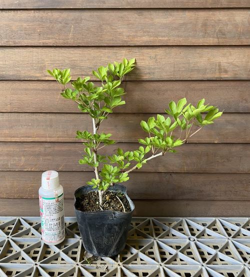 トゲナシヒメウコギ（姫うこぎ） 駿河路 棘無し！ ：果樹苗 姫ウコギ