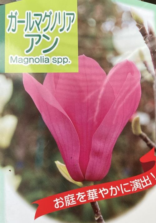 ガールマグノリア アン 6寸鉢植え 紅花モクレン | 日本花卉 ガールマグノリア アン 6寸鉢植え 紅花モクレン | 日本花卉