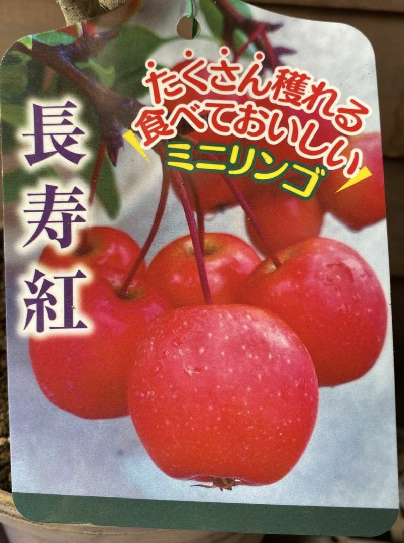 鉢植え：盆栽仕立て】 りんご 長寿紅 （姫りんご） ミニリンゴ | 日本