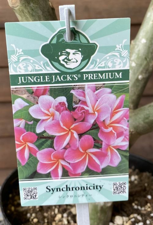 プルメリア　二点 プルメリア（シンクロニシティー） 5号鉢 ＊花終わり | 日本花卉