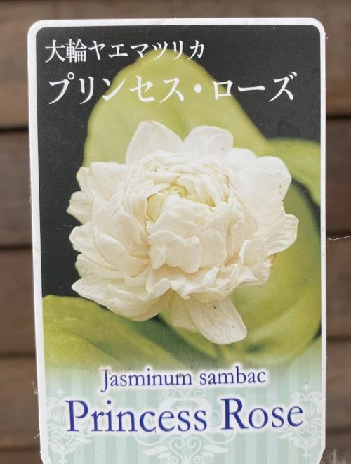 大輪八重咲きマツリカ　プリンセスローズ